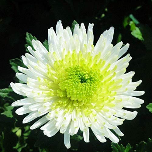 100 Pcs/Bag Bicolor Green White Chrysanthemum Seeds Beautiful Chrysanthemum Morifolium Seeds DIY Gardening Flower Potted Plant