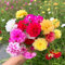 Roadoor Semi di Girasole, 50 Pezzi Semi di Fiori Alto Tasso di germinazione Coltivazione Facile Luce Felice Colori Multipli Pianta di Girasole Semi di Giardinaggio Forniture da Giardino Semi
