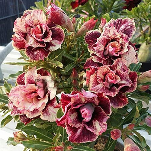 2* Rosa del desierto pianta Vera, Splendidi Colori, Bella Pianta Perenne