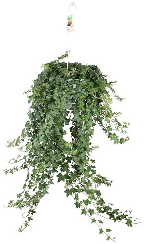 Hedera Helix Pitsburg mit Hängetopf XXL - 70-80cm - Ø24cm - Zimmerpflanze - Immergrün