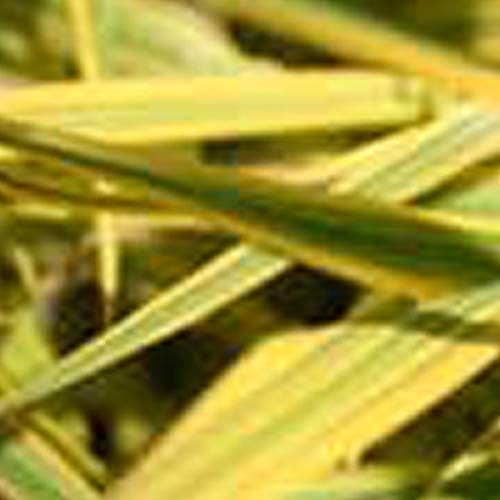 6er-Pack Leuchtender Gold Fuchsschwanz 'Aureovariegatus' - Alopecurus Pratensis im 9x9cm Topf.