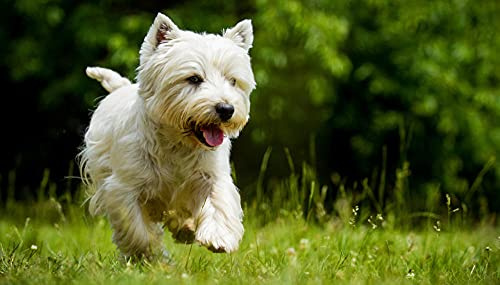 Uiujiij Diy Painting For Adults West Highland White Terrier Westie Dog Paint By Number Kit On Canvas For Beginners