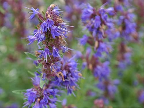 500 deutsche Eisenkraut Samen (lat. Hyssopus officinalis) - mehrjährige winterharte Bienenkraut - auch Ysop genannt - wunderschöne lila-blaue Blüten - bei Bienen sehr beliebt