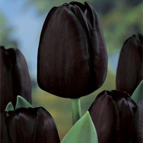 Tulip Bulbs for Planting Now UK Ornamental Excellent Display Plant Bulbs Greening Flower Good for Containers Natural Organic Easy Plant Perennial Unique-5Bulbs-G
