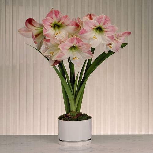 Amaryllis Apple Blossom - 1 blumenzwiebel