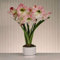 Amaryllis Apple Blossom - 1 blumenzwiebel