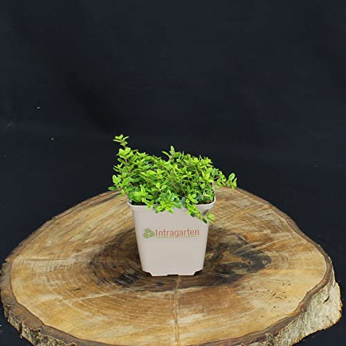 40 Stück Thymus citr. 'E.B. Andreson' von Intragarten Zitronenthymian Bodendecker im Topf