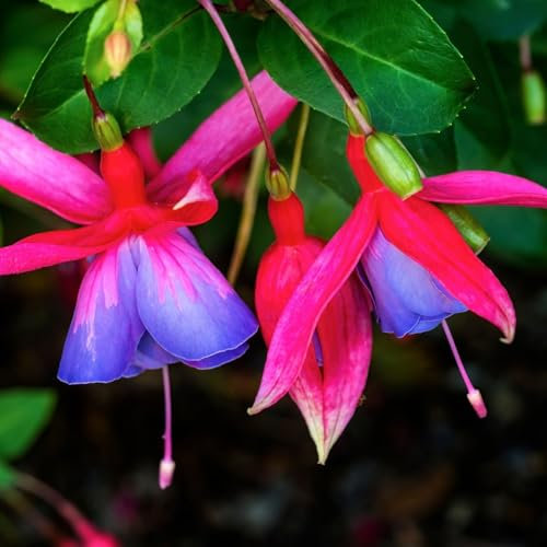 Hardy Fuchsia Mixed Flowering Shrubs, Summer Blooming Plants, Pack of 3
