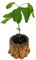 POWERS TO FLOWERS - GINKGO BILOBA MINI IN VASO CERAMICA EFFETTO CORTECCIA, Pianta vera
