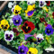 Bedding Plants, Pansy 'Delta Mix', 6 x Full Plant Pack, Pansy Plants, Mixed Colours, Pansies, Garden Flowers, Garden Ready Plants, Premium Quality Flowers