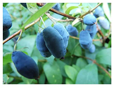 Stk - 15x Blaue Heckenkirsche Lonicera caerulea Zierpflanze Samen A346 - Seeds & Plants Shop by Ipsa