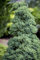 Juniperus procumbens 'Nana' 20-25 cm - Kriech-Wacholder, immergrün, ideal für Steingärten und Bodendecker, pflegeleicht, winterhart