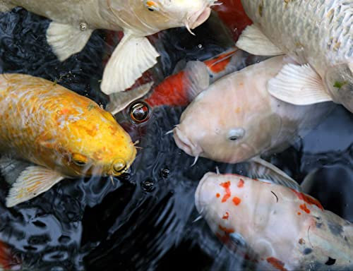 HANSEPUZZLE 20410 - Koi-Karpfen Puzzle 1000 Teile | Tierwelt Puzzle mit hochwertiger Puzzle Aufbewahrung: Kartonbox und Wieder verschließbarem Beutel | Puzzle-Maße: 60 x 46 cm