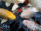HANSEPUZZLE 20410 - Koi-Karpfen Puzzle 1000 Teile | Tierwelt Puzzle mit hochwertiger Puzzle Aufbewahrung: Kartonbox und Wieder verschließbarem Beutel | Puzzle-Maße: 60 x 46 cm