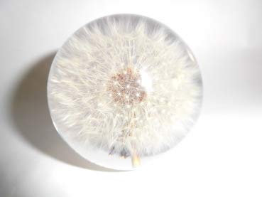 Gaide und Petersen Briefbeschwerer Pusteblume Löwenzahn Arcylglaskugel 65mm Paperweight