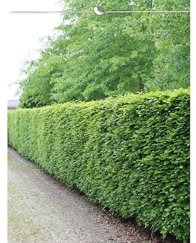 Rotbuche Fagus sylvatica 80-100 cm, Wurzelnackt. 50 Buchen. Winterharte Hecke