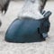 Shires Temporary Shoe Hoof Boots Medium Black
