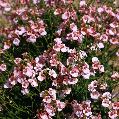 Diascia barberae 'Apricot Queen' Twinspur Half-Hardy Annual Apricot Flowers Easy to Grow Your Own Garden Flower Plants 1x Pack (Approx. 80 Seeds) by Thompson and Morgan