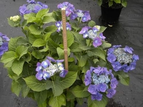 Bauernhortensie Blaumeise - Tellerhortensie - Hydrangea macrophylla 30-40