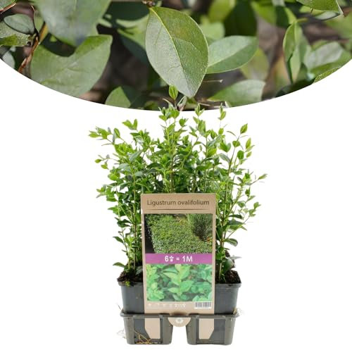 Happy Plants Ligustrum ovalifolium Liguster 6 Stück I 40 cm x ⌀9 cm, winterhart, Ovalblättriger Liguster Pflanze, Heckenpflanze Ligusterhecke Gartenpflanze, frisch aus unserer Gärtnerei