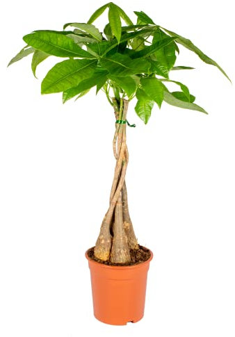 Bloomique - Pachira Aquatica - Árbol del dinero - Cacao de agua - Plantas de interior - Purificadoras de aire - Fácil de mantener - 60-70 cm Alto - Maceta 17 cm