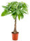 Bloomique - Pachira Aquatica - Árbol del dinero - Cacao de agua - Plantas de interior - Purificadoras de aire - Fácil de mantener - 60-70 cm Alto - Maceta 17 cm