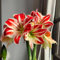 5 pcs Amaryllis Zwiebel, Urbaner Gartenbau Von Zimmerpflanzen Hippeastrum Amaryllis Knolle, Praktische Geschenke Frühlingsblume Pflanzen Balkon Deko Blumen Pflanztopf Pflanze Geschenke
