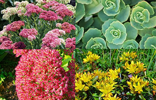 Sedum Mixed 50 Seeds, Stonecrop,-Many Varieties in one Packet