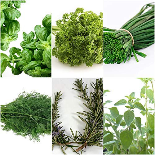 Erbe aromatiche - 6 tipi - ca.700 ++ semi - confezionati separatamente