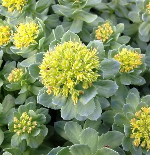 Rosenwurz - Rhodiola rosea