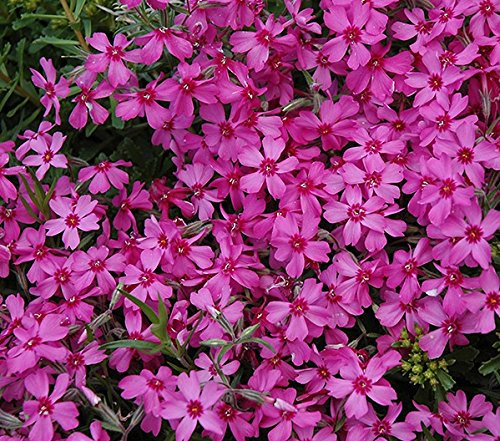 Creeping Phlox Subulata 'Red Wing' Perennial Plug Plants Evergreen Pack x6