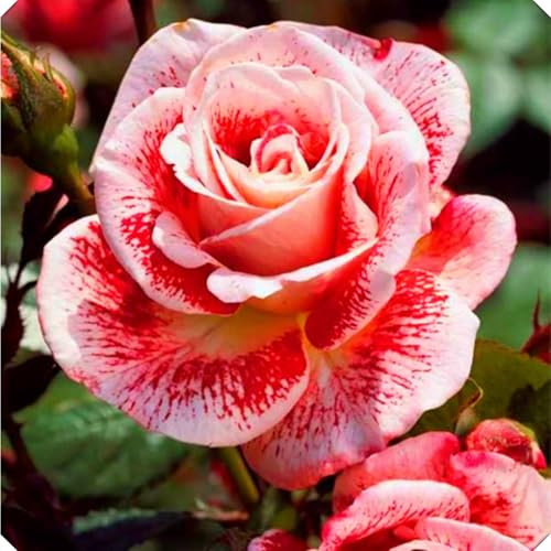 Rosenzwiebeln, Kletterpflanzen,Duftende Blumen, Im Freien,Geeignet FüR TöPfe,Winterharte Staude,Rosen,Rosen Pflanzen Winterhart-1zwiebeln-F