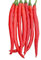 200 Samen Riesen Gewürze Spicy Red Chili Hot Pepper Samen Pflanzen Topf Bonsai Garten Hof Balkon Pflanzensamen : Seeds Only