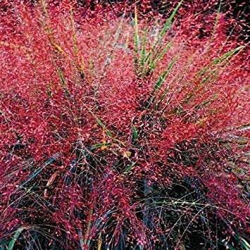 vegherb Liebes-Gras Lila Ziergräser Samen (Eragrostis Spectabilis) 30 + Seeds