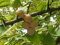 Genipap 60 semi dell'albero di ginkgo biloba