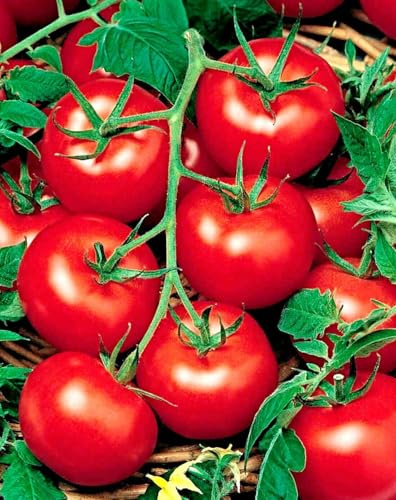 Samen Tomate Moneymaker, Salattomate, Stabtomate, auch Kübelhaltung, Samenfest (1000 Samen)