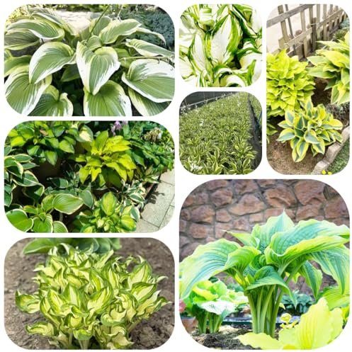 pianta di hosta resistente - semi piante esotiche giardino hosta perenne piante da balcone da interno giardino resistenti all'esterno semi di pianta prato fiorito d'appartamento che 500pcs