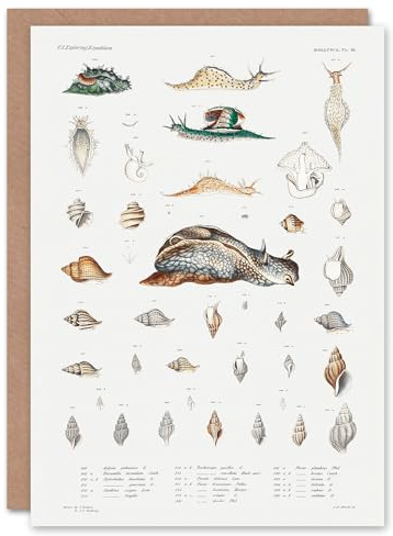 Artery8 Augustus A Gould Art Card Snail Varieties and Sea Shells