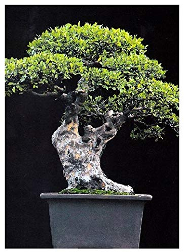 Tropica – Ulme China (Sibirische chinensis) – 30 graines- Bonsai