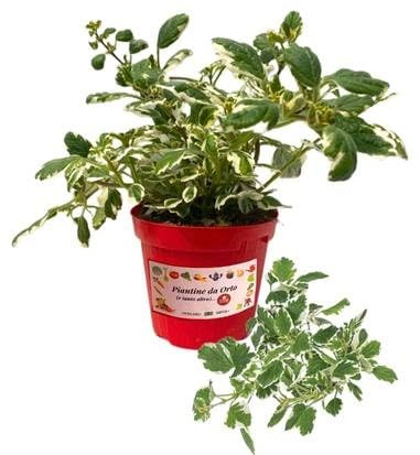 P. Piantine da Orto | Incenso, Pianta in Vaso Diametro 14 cm, Pianta Pronta per il Trapianto, Pianta Vera da Esterno, Piantina Aromatica per Balcone o Terrazzo, Vivaio Italiano