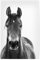 artboxONE Poster 30x20 cm Pferde Tiere Black and White Horse hochwertiger Design Kunstdruck - Bild Pferd Pferd Pferd