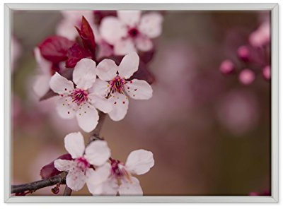 QUADRO SU TELA CANVAS INTELAIATO - CON CORNICE - Fiori Rosa Di Pesco - Paesaggio Natura Panorama - 50x70cm - Stile Moderno Bianco - (cod.3753)
