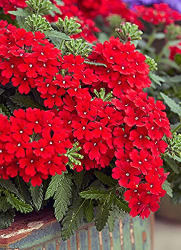 Aamish Rote Hortensie Eisenkraut Blumensamen