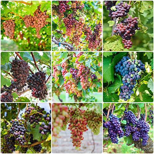 trauben pflanzen garten samen,traube weintrauben Vitis vinifera, pflanzensamen balkon beet topfpflanzen draußen winterhart balkon garten säulenobst obst samen 20 stück