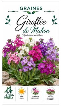 500 Graines de Giroflée de Mahon (Malcolmia maritima) - Fleurs Parfumées Rose et Mauve - Croissance Rapide pour Bordures et Jardinières -