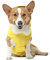 Canada Pooch Hundemantel, Torrential Tracker, wasserdichte Regenjacke für Hunde, Allwetter Innenfutter, Gelb, Größe 24