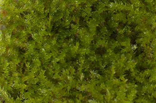 PondPlantsUK - Mixed Tropical Live Aquarium Plants (50 Grams Java Moss)