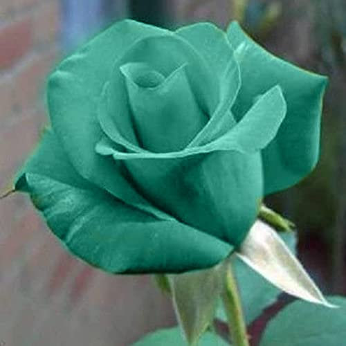 Saterkali Semi di rosa, 100 Pz/borsa Semi di rosa Dolce Facile da piantare Pianta perenne verde Semi di fiori di rosa bonsai per giardino Semi di rosa blu