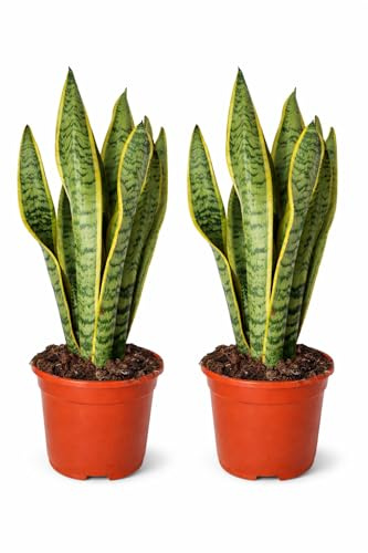 2 Stück Sansevieria Laurentii (50-60 cm) – Bogenhanf Zimmerpflanze für bessere Raumluft, luftreinigend, pflegeleicht und ideal für Innenräume