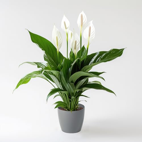 YouGarden Spathiphyllum Peace Lily Houseplant 'Sweet Silver' in 13cm Pot, with 15.5cm Magnolia Glossy Grey Pot Cover
